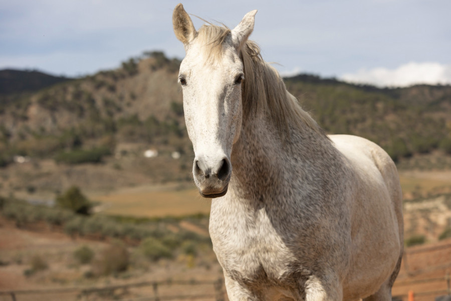 hongos helmintos caballos