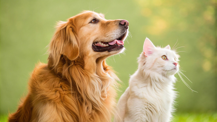 Perro y gato