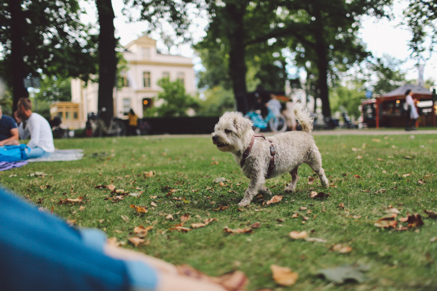 Infeccion intestinal perro parque