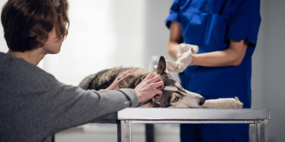 Análisis del sector veterinario corporativo en Europa: los millennials prefieren el nuevo modelo de negocio