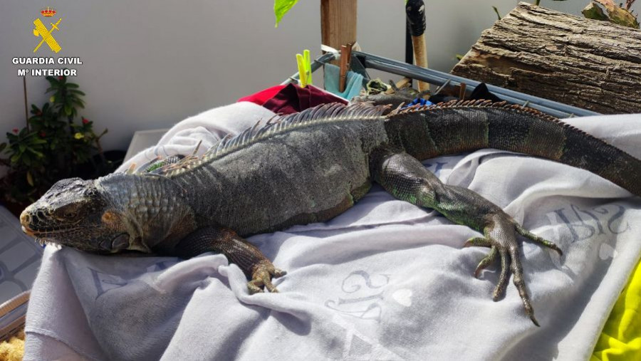 tráfico ilícito especies protegidas