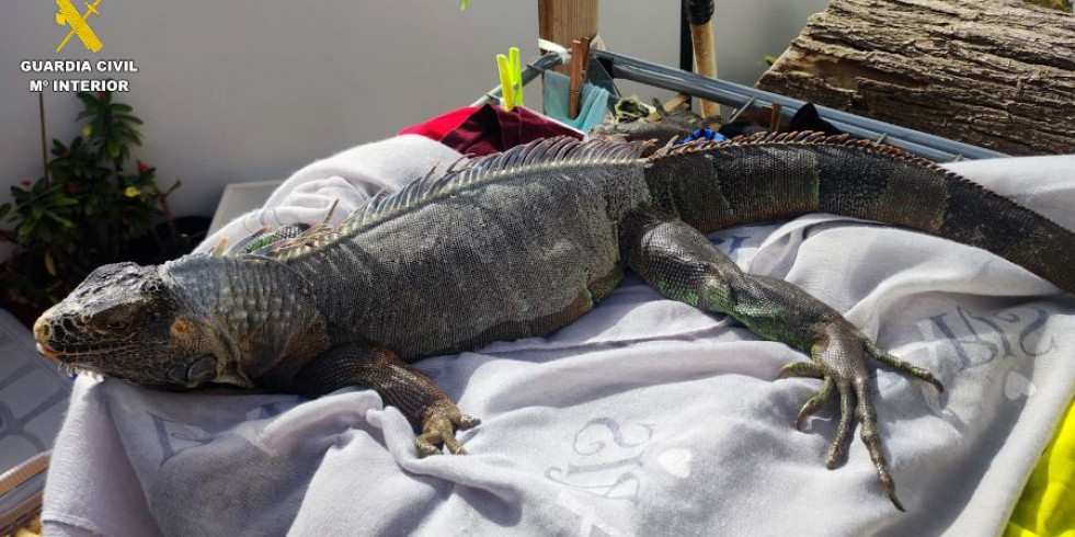 Investigan a 13 personas por tráfico ilícito de especies protegidas a nivel nacional