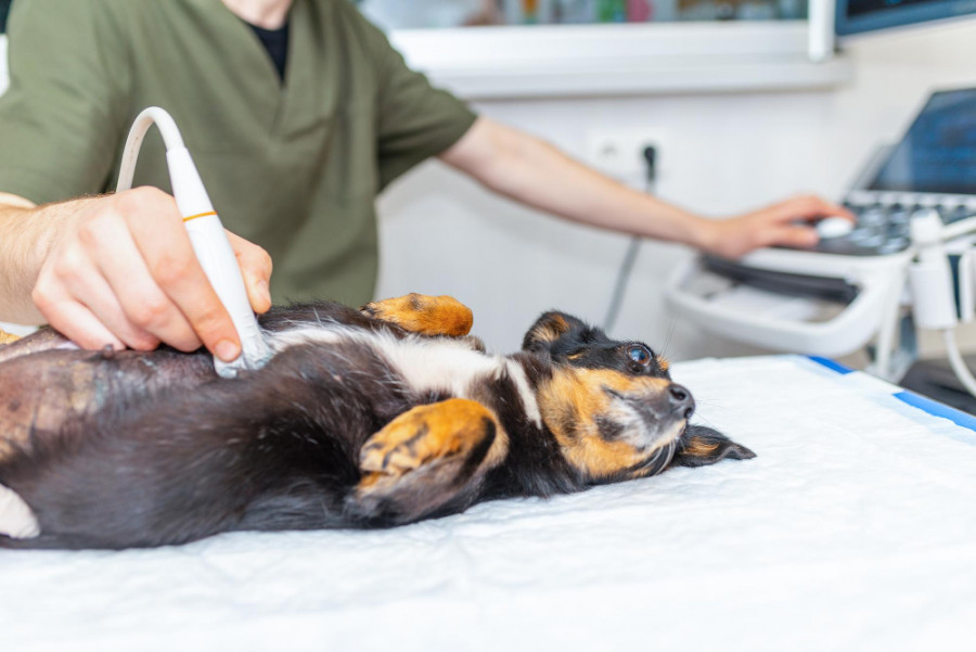 métodos ecográficos masas subcutáneas perros