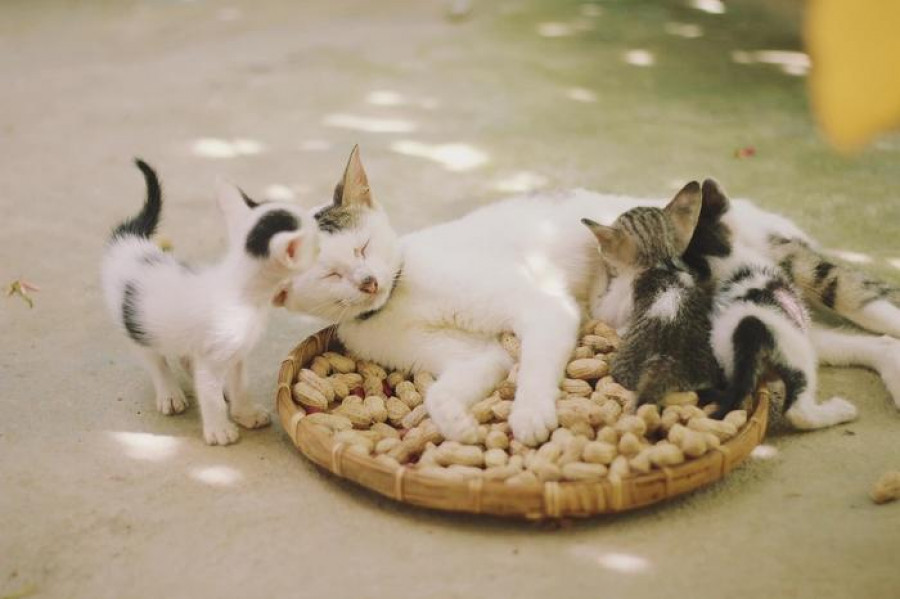 Gatos microplásticos