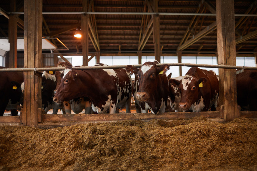 métodos detección parto vacas