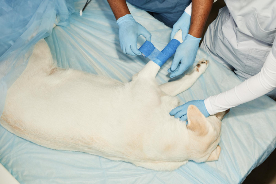 anestesia salud renal perros
