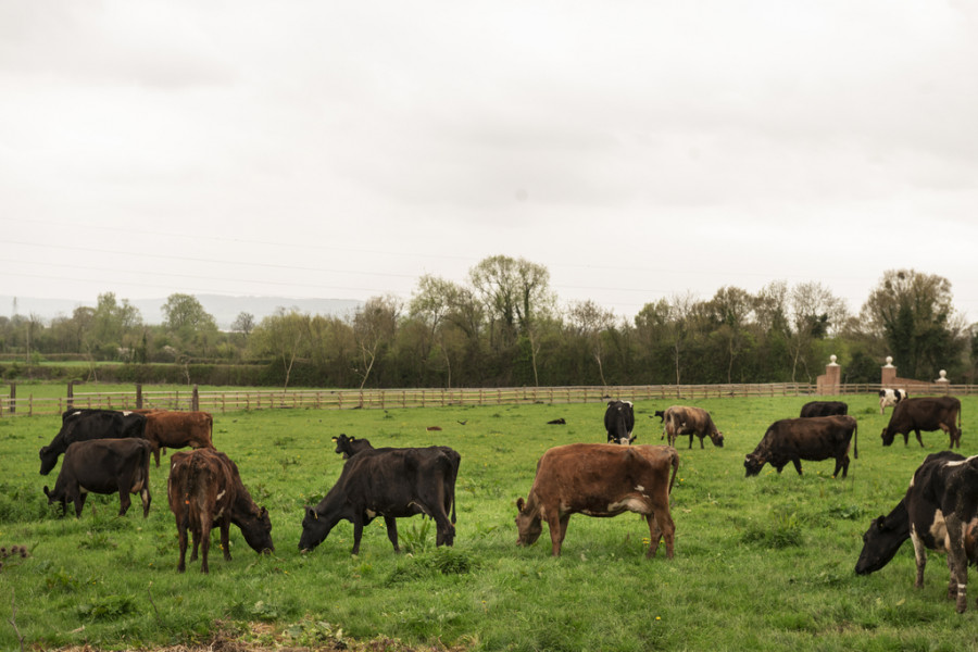 Cows grazing nature(1)
