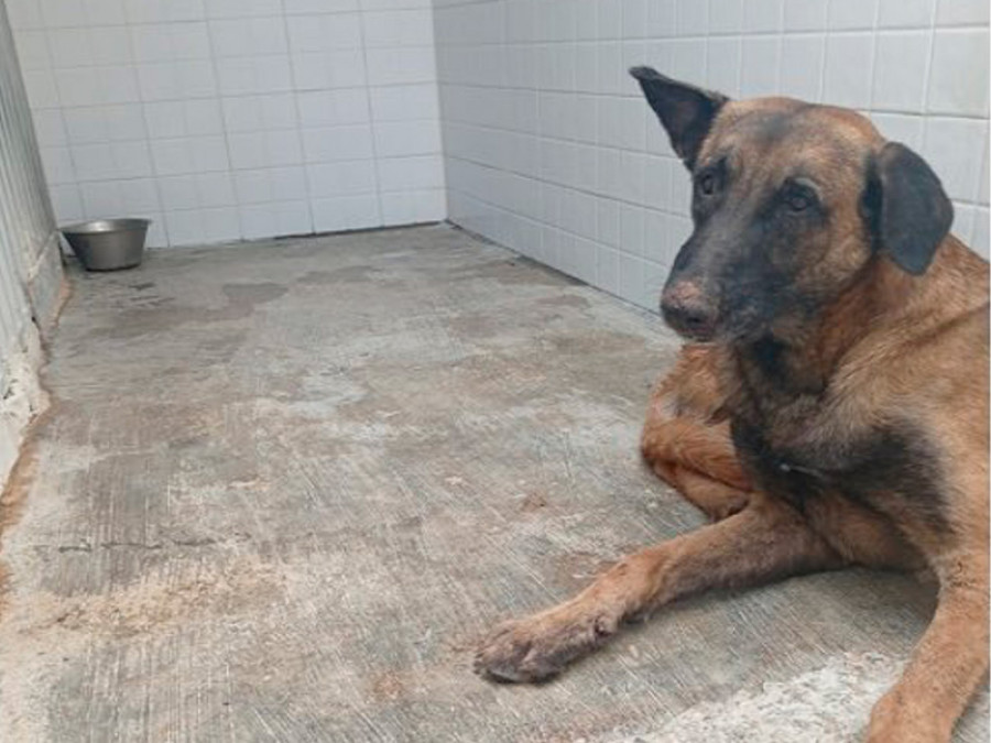 Perro rabia melilla
