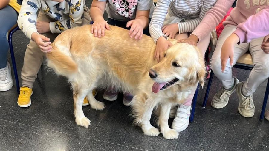 programa perros intervención colegios DANA