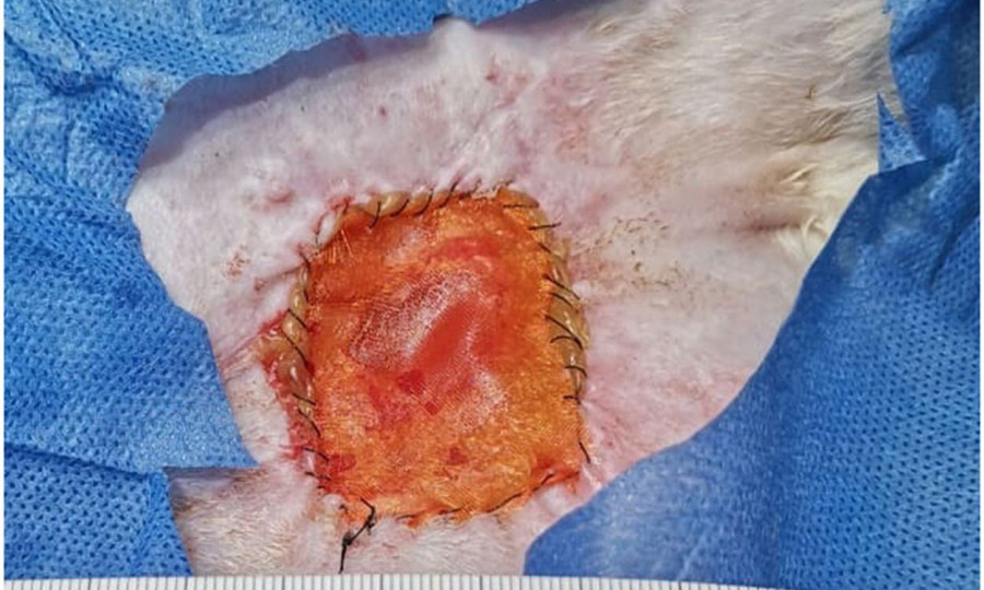 terapia gusanos heridas veterinaria