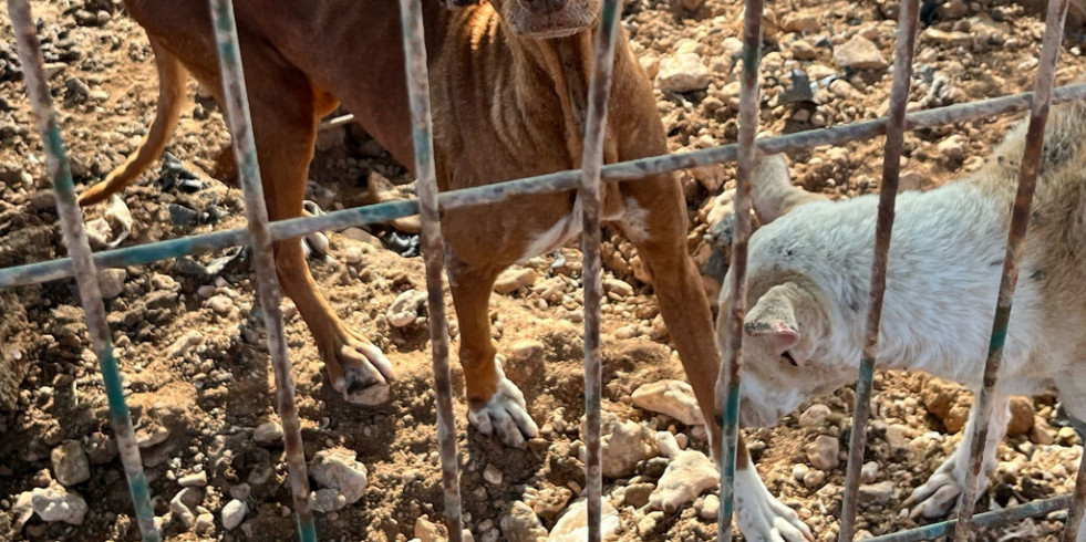 Investigan a una persona como presunto autor de un delito contra los animales en la isla de Fuerteventura