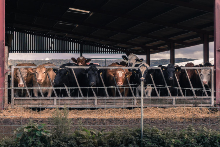 Gran avance realizado por veterinarios españoles para la cría de ganado resistente a la paratuberculosis