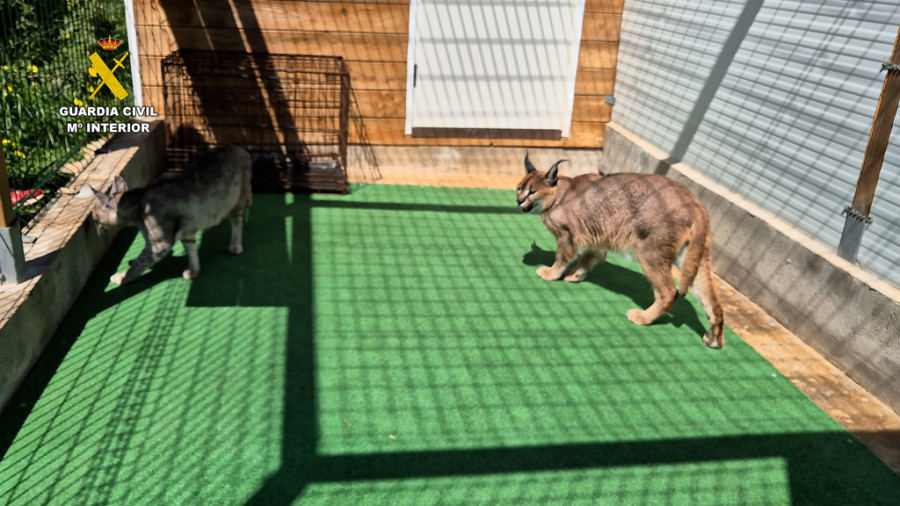Venta animales internet caracal