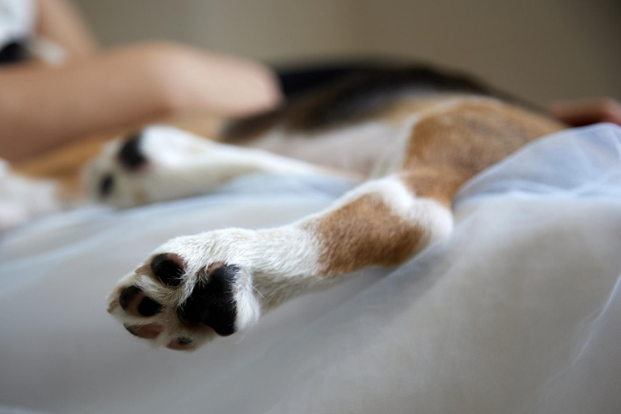 enfermedad ligamento cruzado craneal canino