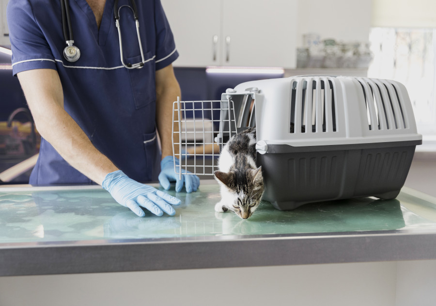 Close up veterinarian with cat getting out cage