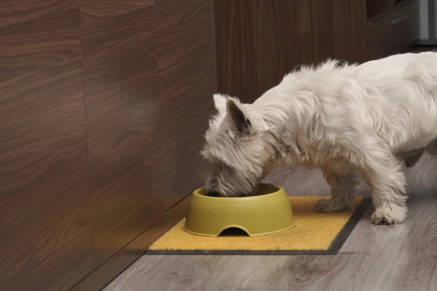 aceites vegetales alergia alimentaria canina