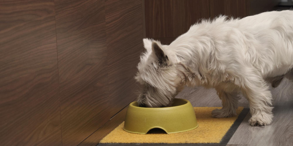 Proponen un sorprendente vínculo entre la suplementación con aceites vegetales y la alergia alimentaria canina