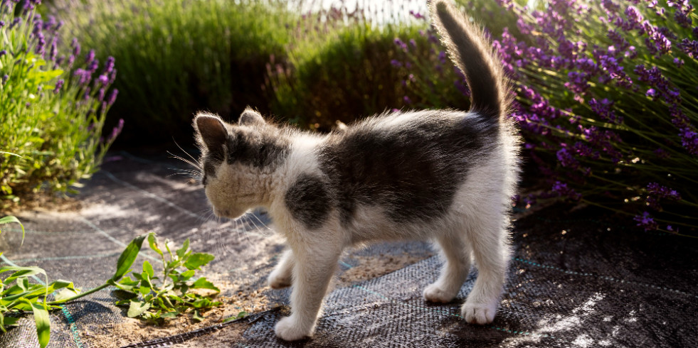 Análisis de Dirofilaria spp. en gatos de la cuenca mediterránea: España cuenta con un 4,2 % de prevalencia