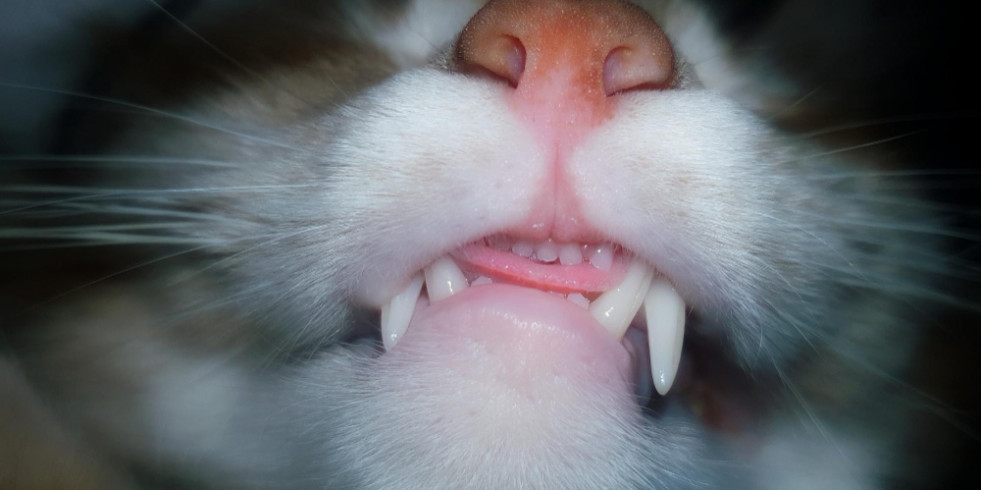 La última revisión sobre gingivoestomatitis crónica felina destaca el papel del microbioma en su desarrollo