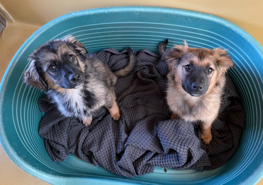Cachorros identificación obligatoria