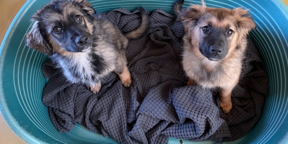 Los veterinarios piden la identificación y el registro obligatorio de perros y gatos en toda la UE