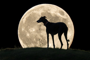 Cómo las fases de la Luna afectan a la gestación y al parto de las perras