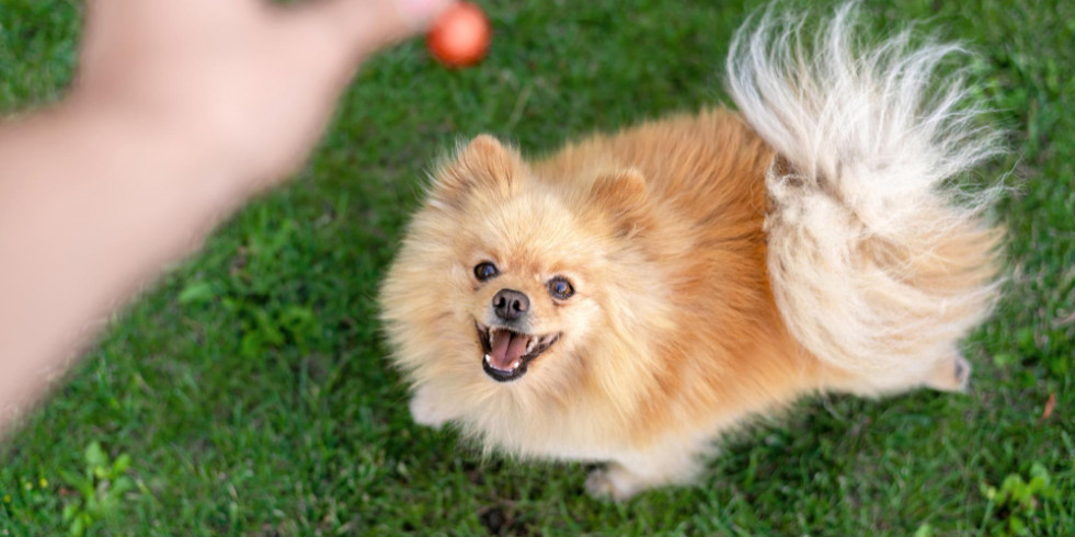 Proponen un nuevo analgésico neuropático para determinadas afecciones en perros