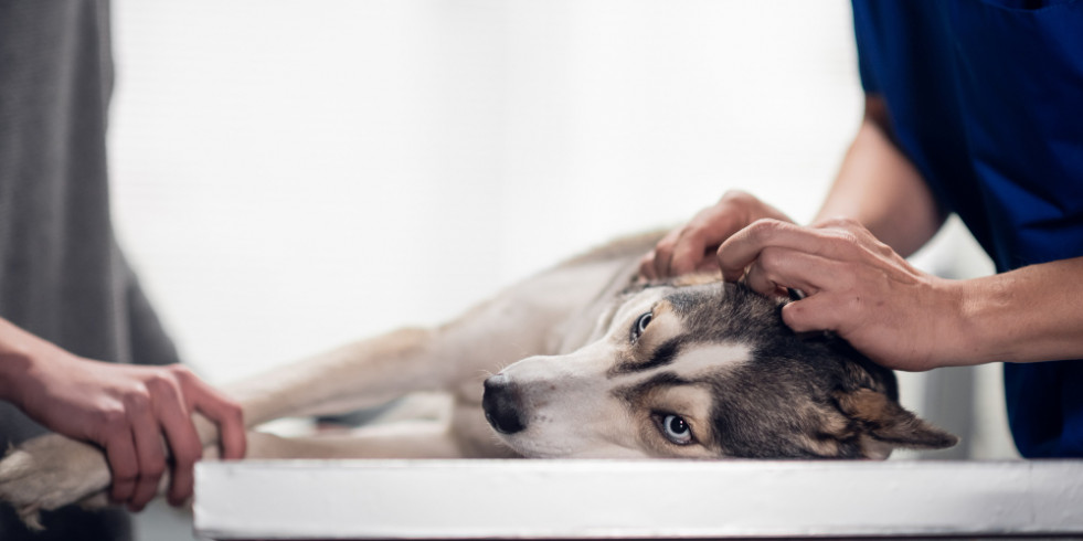 Españoles buscan diferenciar enteropatías crónicas caninas mediante perfiles de aminoácidos fecales