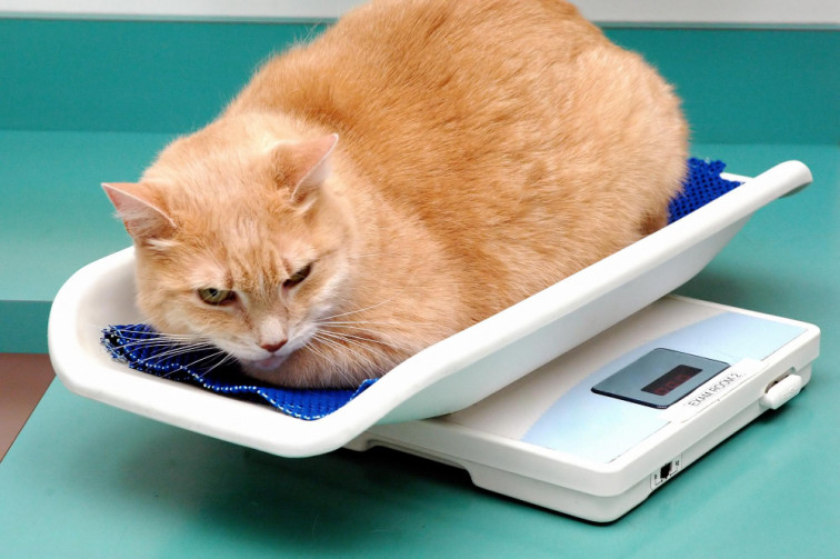 FEDIAF comparte valiosa información para mantener un peso saludable en perros y gatos