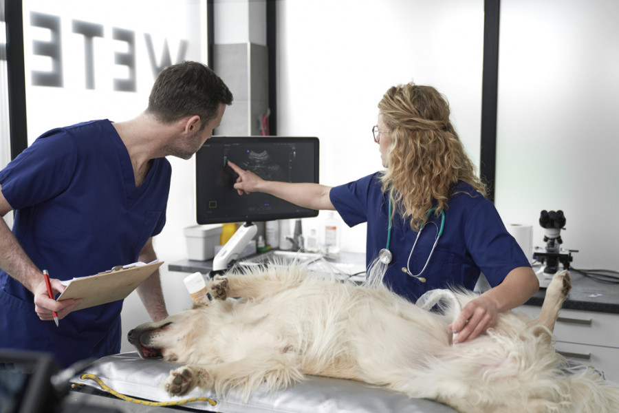 Veterinarios examinando a perro