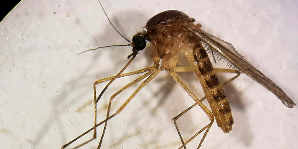 Españoles sugieren un cambio en la epidemiología del virus del Nilo Occidental y un incremento de su potencial endémico