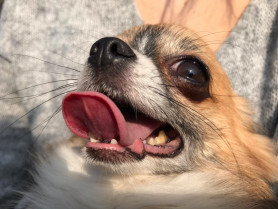 Papel de las dietas secas vs húmedas en la comunidad bacteriana causante de gingivitis en perros