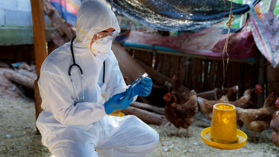 La Red Mundial de Virus emite un llamado urgente a la acción para mitigar la creciente amenaza por la gripe aviar H5N1