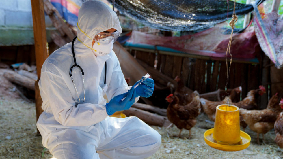 Expertos mundiales de virus hacen un llamamiento urgente para mitigar la creciente amenaza por la gripe aviar H5N1