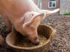 Revelan importantes hallazgos sobre la alimentación artificial en lechones para mejorar su desarrollo