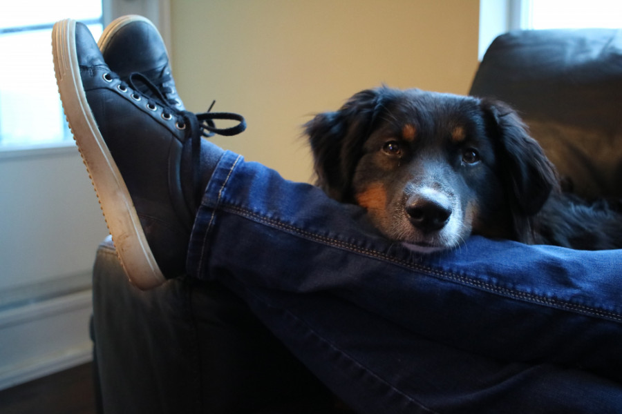 papiloma humano perros