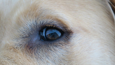 Elevada eficacia de la povidona yodada para el tratamiento de queratitis infecciosa en perros y gatos