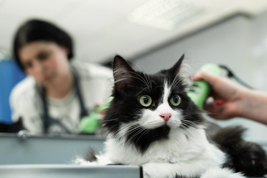 diferencias interlaboratorios diagnóstico enfermedad renal gatos
