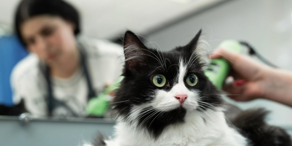 Alertan de las diferencias interlaboratorios en el diagnóstico de la enfermedad renal en gatos