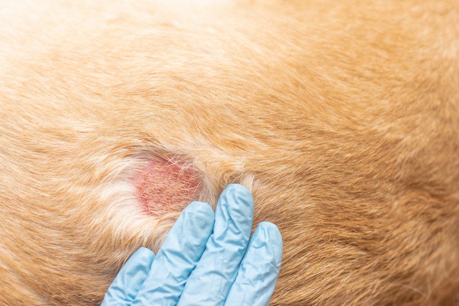 Dermatitis atópica canina