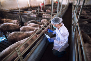 El descubrimiento de péptidos antimicrobianos podría transformar la forma en que se combaten las enfermedades porcinas