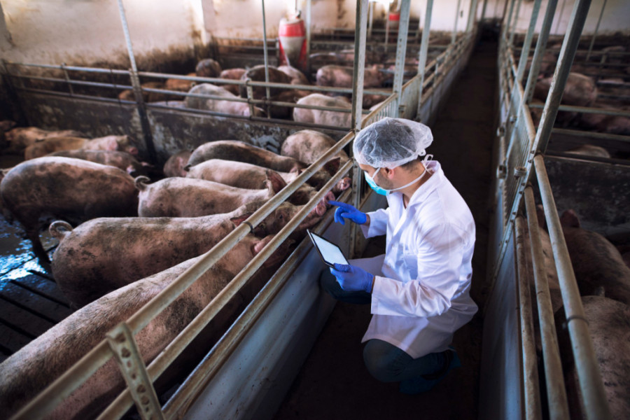 El descubrimiento de péptidos antimicrobianos podría transformar la forma en que se combaten las enfermedades porcinas