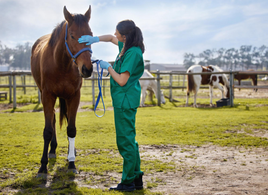 Veterinario caballo papera equina