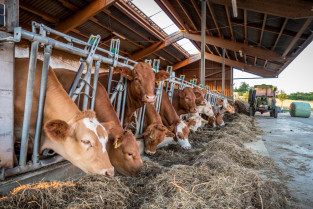 Impacto de la alimentación con calostro y la vacunación en granjas lecheras del País Vasco