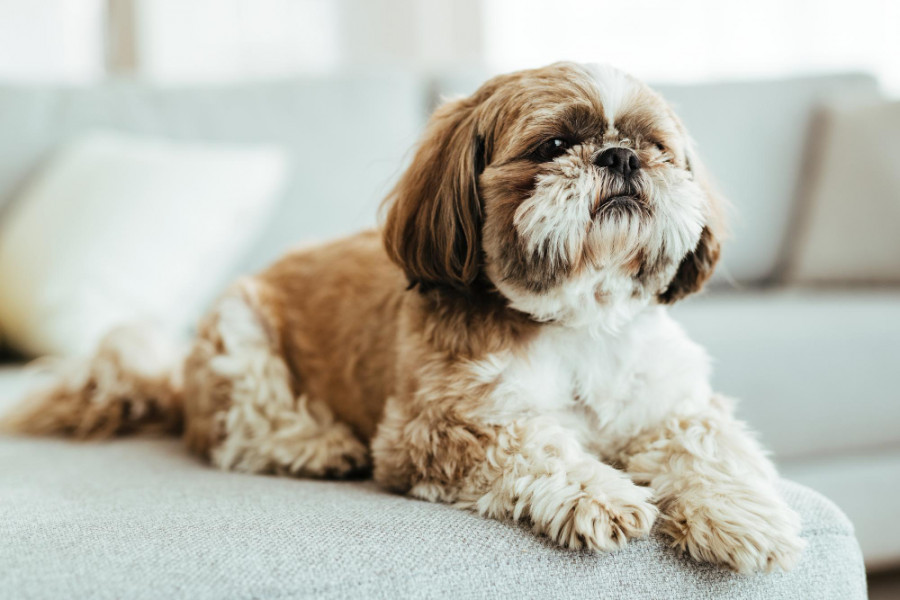dosis trasplante fecal enteritis crónicas caninas