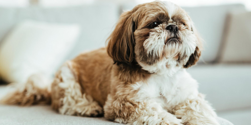 Calculan por primera vez la dosis de trasplante fecal para obtener beneficio en enteritis crónicas caninas