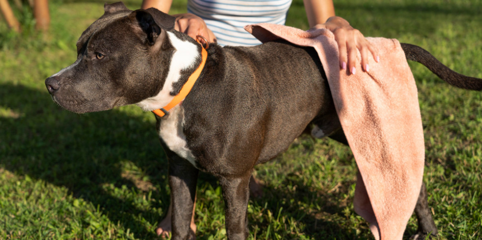Publican nuevas directrices de uso de antibióticos en la pioderma canina