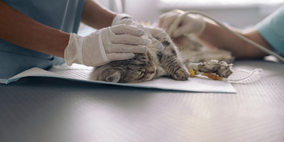 Cubrir las patas de los gatos produce resultados similares al calentamiento activo durante la anestesia