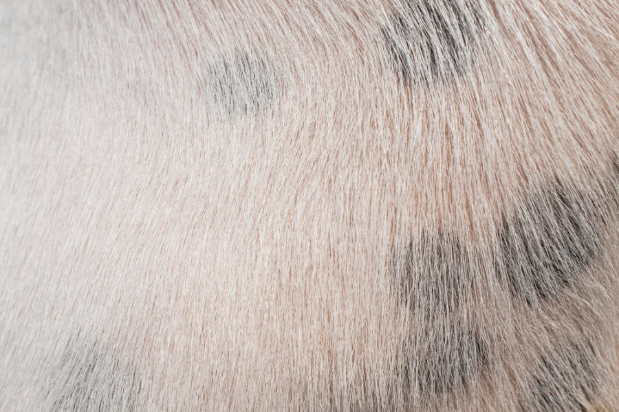 Hisopos solución salina foliculitis bacteriana