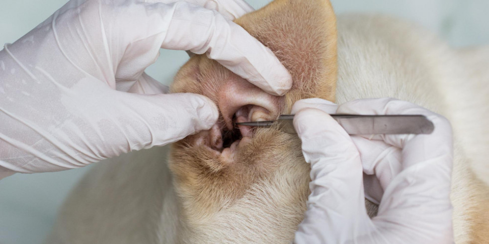 Españoles exploran la relación entre la meningitis otogénica y los signos neurológicos en perros